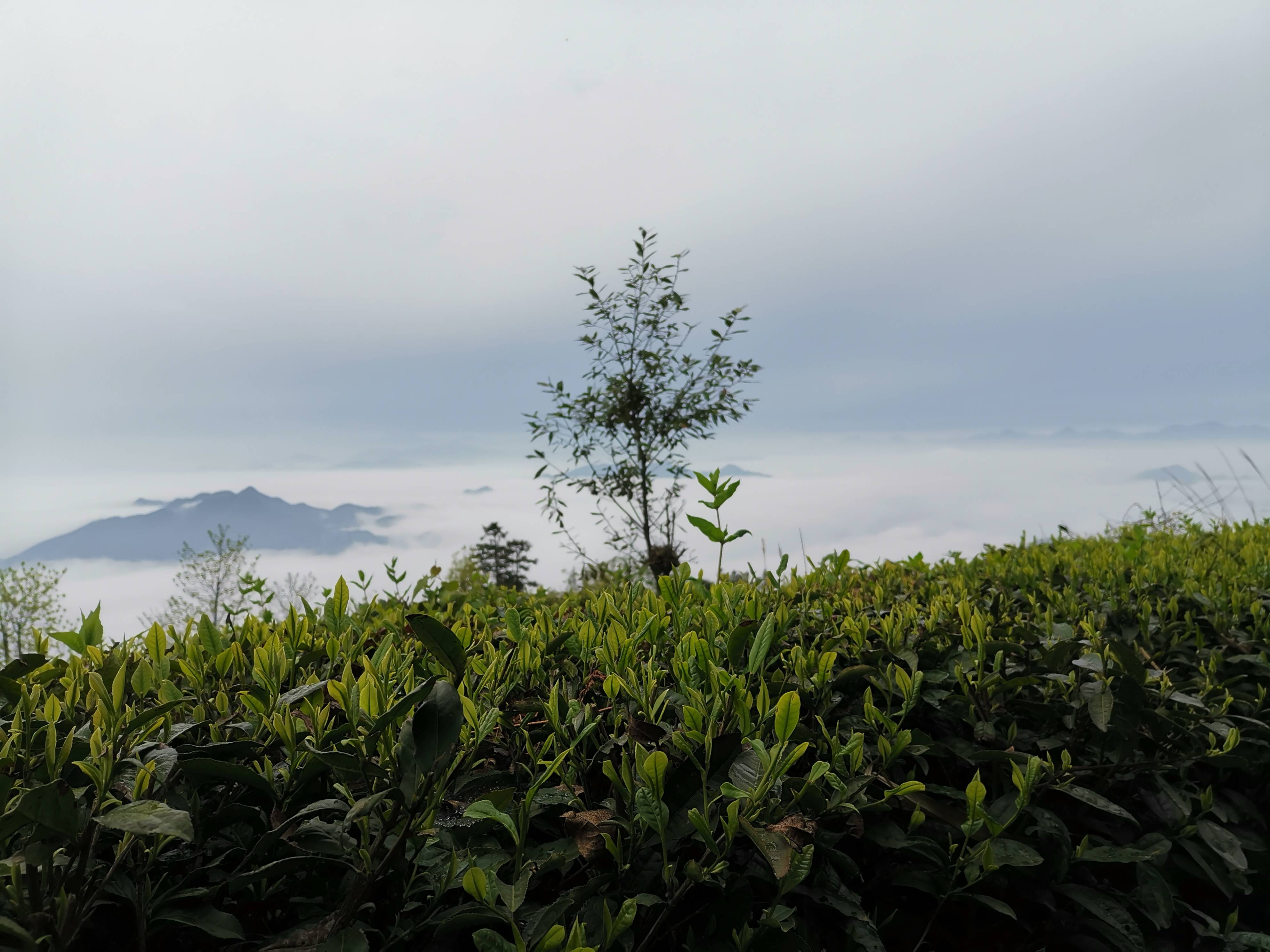 安化芙蓉山“芙蓉仙茶”的传说