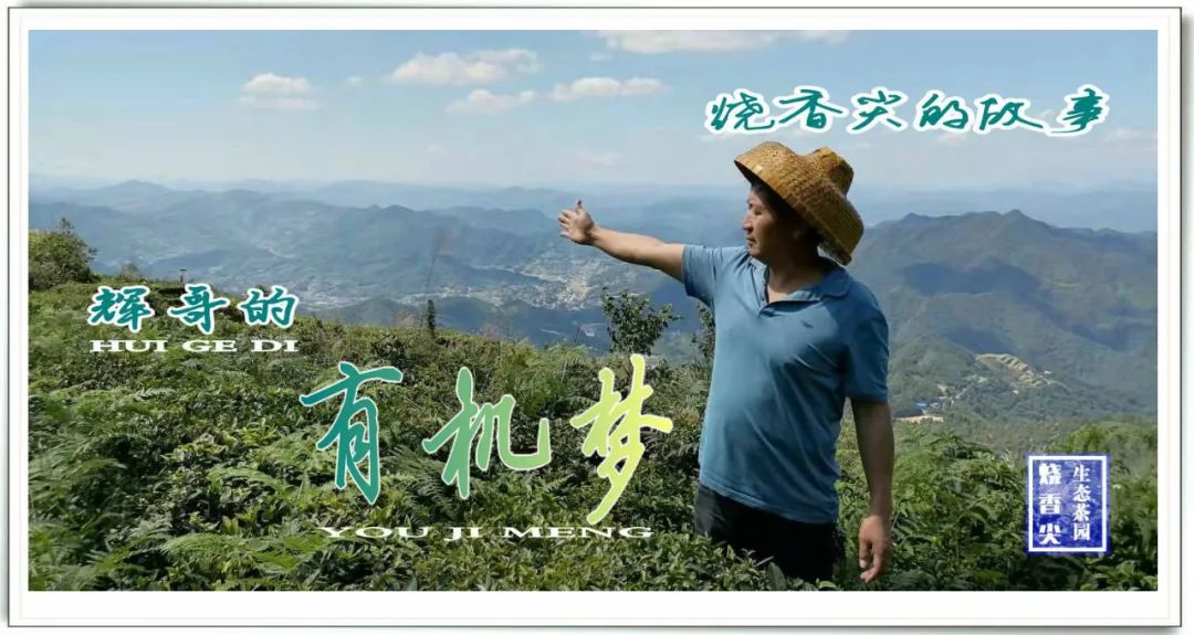 烧香尖茶园：辉哥的有机梦